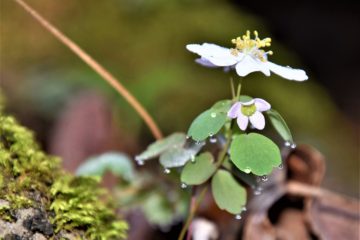 Spring time flower - anemone